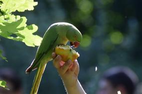 Parakeet Bird Parrot