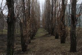 the spring forest is beautiful