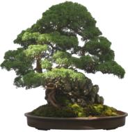 bonsai tree plant potted plant