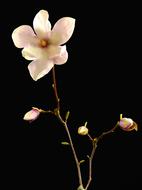 a little flower in the dark