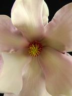close up of a flower