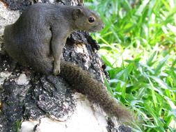 Squirrel Sitting Tree