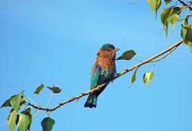 Bird Color Nature