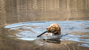 Golden Retriever Lake Retrieve