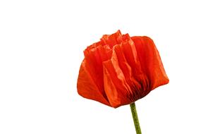Poppy Flower Blossom