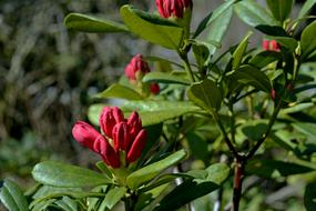 Rhododendron Bud Spring