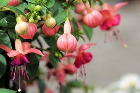 Flowers Nature Colorful