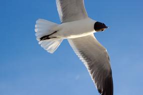 Flying Seagull Gull