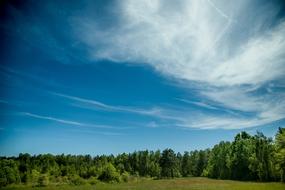 green Forest nature Landscape