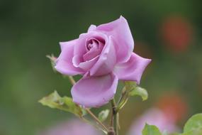 closeup photo of pink Rose Flowers in the garden