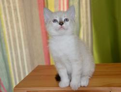 white Cat Kitten Eyes