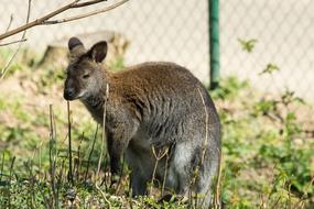 Kangaroo Zoo