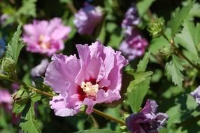 Hibiscus Lilac Flower