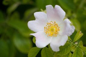 white small Flower in Nature