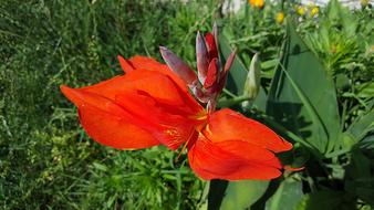 Canna Indica Indian Shot African