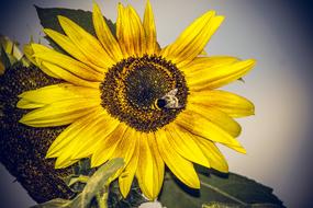 big bumblebee on a sunflower