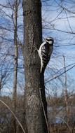 Woodpecker Bird