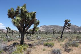 trees prickle in the sand