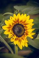 Sunflower Blossom Bloom Close