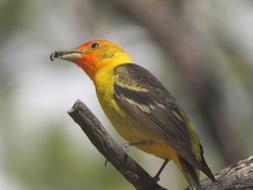 Bird Colorful Wildlife Grand