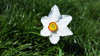 Narcissus Poeticus Daffodil