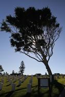 tree cemetery landscape