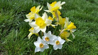 Narcissus Daffodil