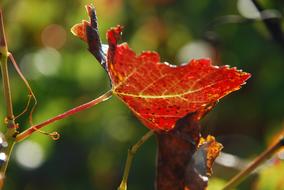 Leaf Vine Sun