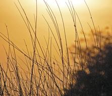 Bushes Golden Summer