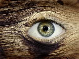 Eye Wood Knothole