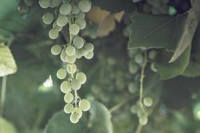 Grapes Vines Wine