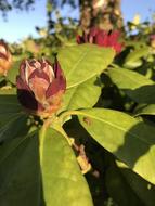 red buds on the bush
