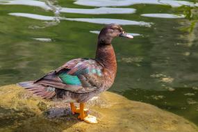 Duck Lake Water Bird