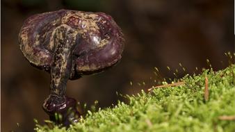 Mushroom Age Fungal Nature
