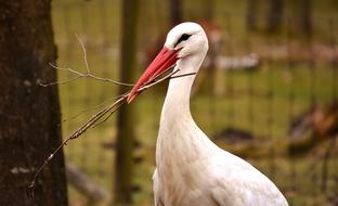 Stork Nest Building Bird