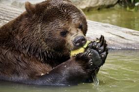 Bear Brown Animals