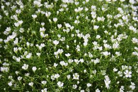 Gypsophila Flowers Flower