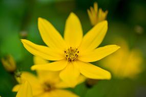 Madchenauge Coreopsis Verticillata