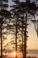 bright light in the trees