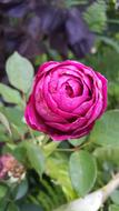 Rose Bud