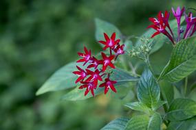 tiny flowers