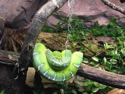Snake Green Nature