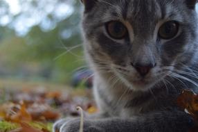 Cat Animal