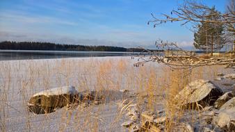 Beach Reed Winter