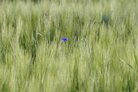 Field Corn Cornflower