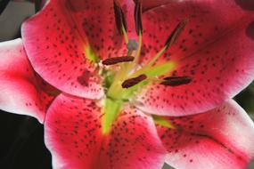 Blossom Bloom Close Up