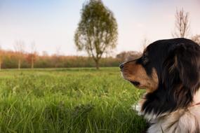 Dog Rest meadow