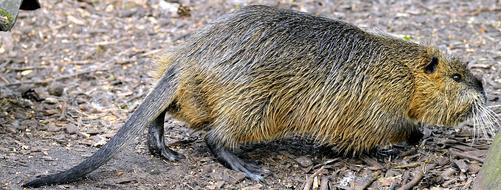 Coypu Rat Tail Nutria Animal