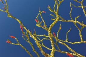 Flower Desert Nature