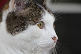 Cat Mackerel Portrait Domestic